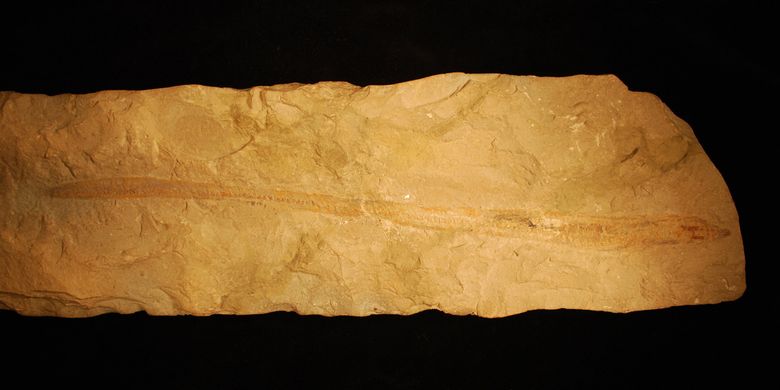 Potret fosil hagfish berusia 100 tahun.