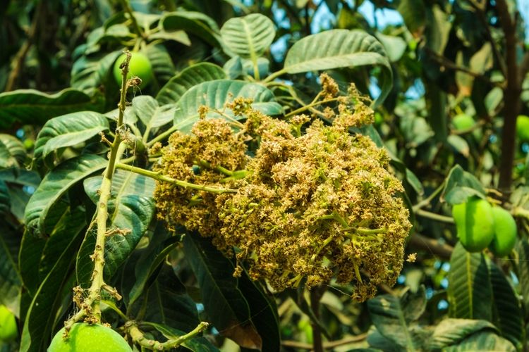 Ilustrasi bunga mangga.