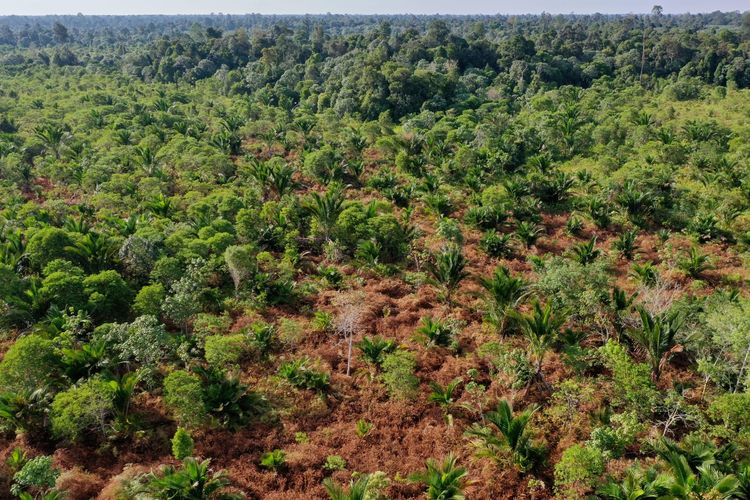 Restorasi Lahan Gambut di Kepulauan Meranti, Provinsi Riau.
Lahan gambut di Sungai Tohor, Tebing Tinggi Timur, Kepulauan Meranti, Riau, Jumat (12/2/2021). Tahun 2014, selama 3 bulan lahan gambut di sini terbakar. Warga merestorasi lahan gambut dengan menanam tanaman lokal seperti sagu sebagai salah satu upaya ketahanan pangan dan mempertahankan ekosistem lahan gambut. KOMPAS IMAGES/KRISTIANTO PURNOMO