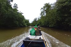 Peneliti Manfaatkan Teknologi Pengindraan Jauh untuk Pantau Ekosistem Mangrove, Seperti Apa?