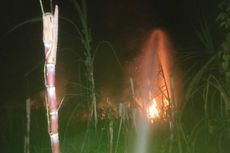 Tanaman Tebu Milik PTPN IX di Pemalang Terbakar, Dipicu dari Pembakaran Sampah