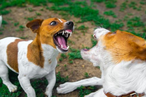 Jangan Panik, Lakukan Ini jika Anjing Peliharaan Digigit Anjing Lain