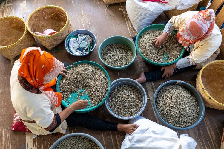 Proses memilih hasil akhir, biji kopi bagus dan tidak secara manual