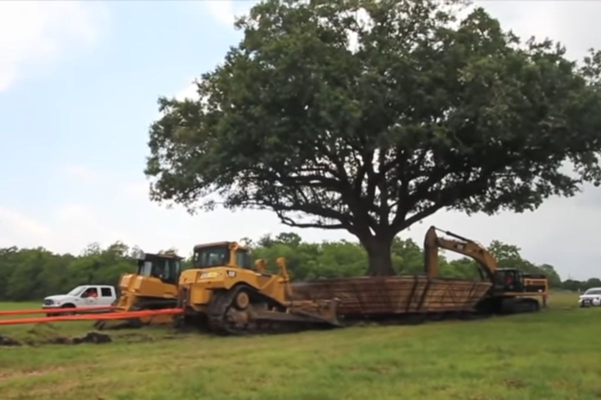 Proses pemindahan pohon ek berusia 100 tahun di Kota League, Texas, Amerika Serikat
