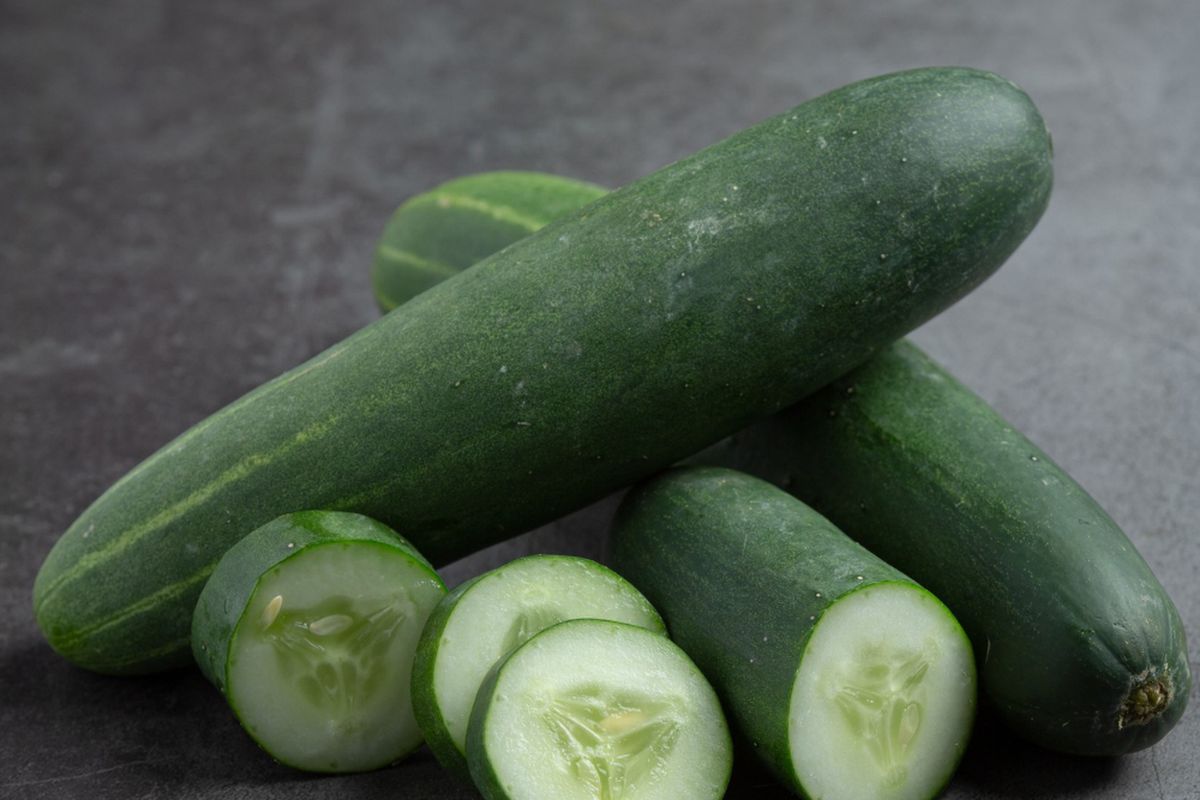 Timun yang sudah dipanen