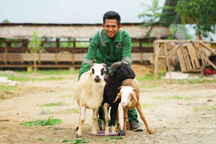 Salah satu Pendamping Plasma Ternak Dompet Dhuafa (DD) Farm Septian Purnama tengah melakukan aktivitas di kandang DD Farm yang berlokasi di Kampung Gowok Kepuh, Kelurahan Sukajaya, Kecamatan Curug, Kota Serang, Provinsi Banten. 