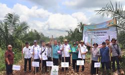 Laksanakan Program Kesatria di OKI, Kementan Tanam Padi Gogo di Kebun Sawit dan Kelapa