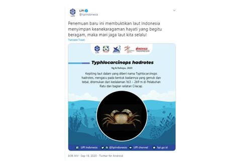 5 Spesies Baru Ditemukan di Perairan Indonesia, Apa Saja?