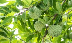 Membuat Pestisida Nabati Daun Srikaya, Basmi Kutu Daun dan Kumbang