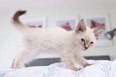15 Rekomendasi Nama Kucing Jantan, Unik yang Bisa Jadi Inspirasi