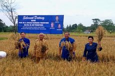 Panen Padi di Sleman, SBY bersama Istri dan Anak Turun ke Sawah