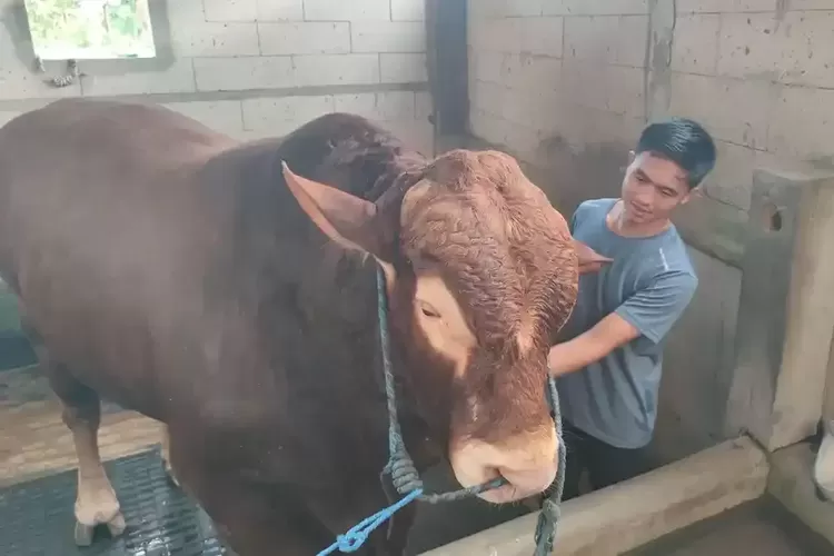 1.098 Ekor Sapi Prabowo Dibeli dari Peternak Lokal, Jenisnya Premium