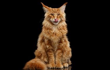 Ilustrasi ras kucing Maine Coon. 