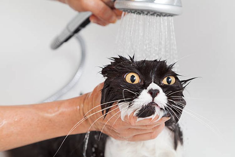 Alasan kucing membenci air.