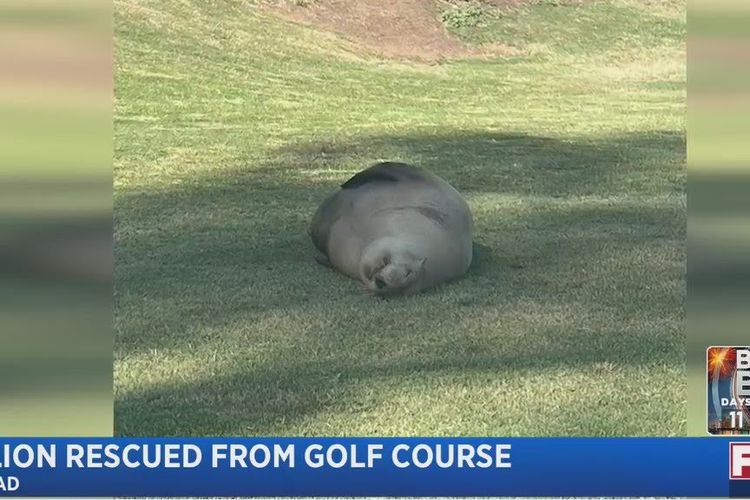 Singa laut hamil tua terdampar di lapangan golf.