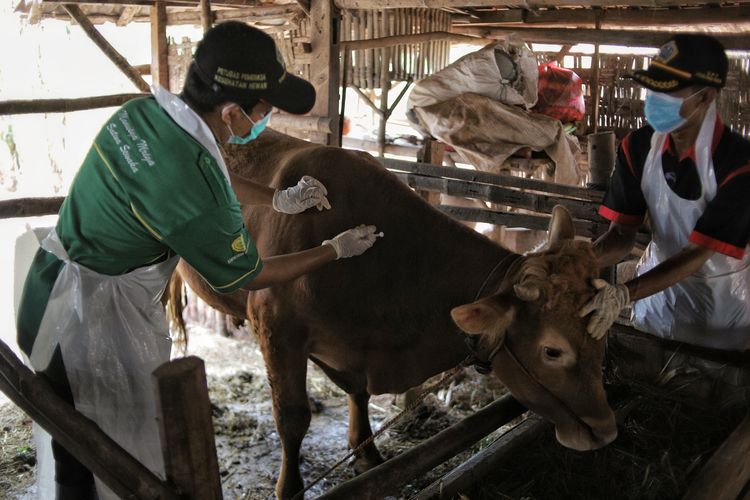 Petugas pusat kesehatan hewan (Puskeswan) menyuntikkan vaksin penyakit mulut dan kuku (PMK) ke hewan ternak sapi di Desa Siwalan, Gresik, Jawa Timur, Selasa (28/6/2022). Pemerintah setempat mendapat bantuan 3.000 dosis vaksin PMK dari pemerintah pusat guna mencegah penularan PMK di berbagai wilayah di Gresik. ANTARA FOTO/Rizal Hanafi/Zk/aww.