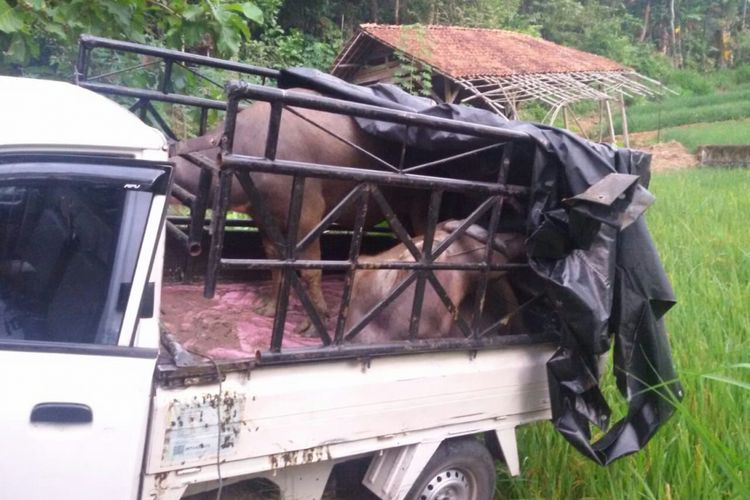 Mobil pikap Suzuki APV warna putih nomor polisi B 9493 BAL yang digunakan oleh pelaku untuk mencuri kerbau di Jalan Nusa Indah, Desa Mulyasari, Kecamatan Majenang, Cilacap, Jawa Tengah.