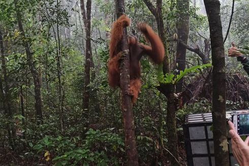 Dirawat 3 Bulan, Orangutan Tapanuli Kembali Dilepasliarkan