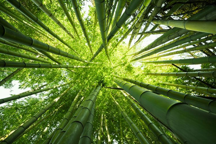 Ilustrasi bambu. Bagi masyarakat Indonesia, bambu memiliki berbagai manfaat. Manfaat bambu di Indonesia digunakan dalam upacara adat, senjata, kerajinan bambu hingga konstruksi bangunan.
