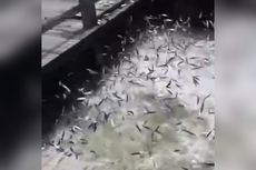 Fenomena Ikan Terdampar di Pulau Bidadari, Pemprov DKI Teliti Sampel Air