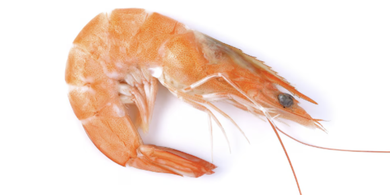 Kenali “Shrimp Posture”, Dampak Kebiasaan Menunduk saat Melihat Ponsel