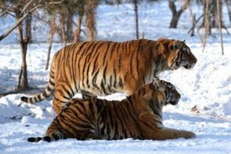 Dalam foto ini terlihat dua ekor harimau Siberia di Taman Harimau Siberia di provinsi Heilongjiang, China.