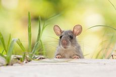 6 Kebiasaan Ini Bikin Tikus Muncul di Rumah