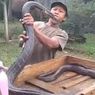 Ini Penampakan King Kobra yang Gigit Pawang Ular hingga Tewas di Trenggalek