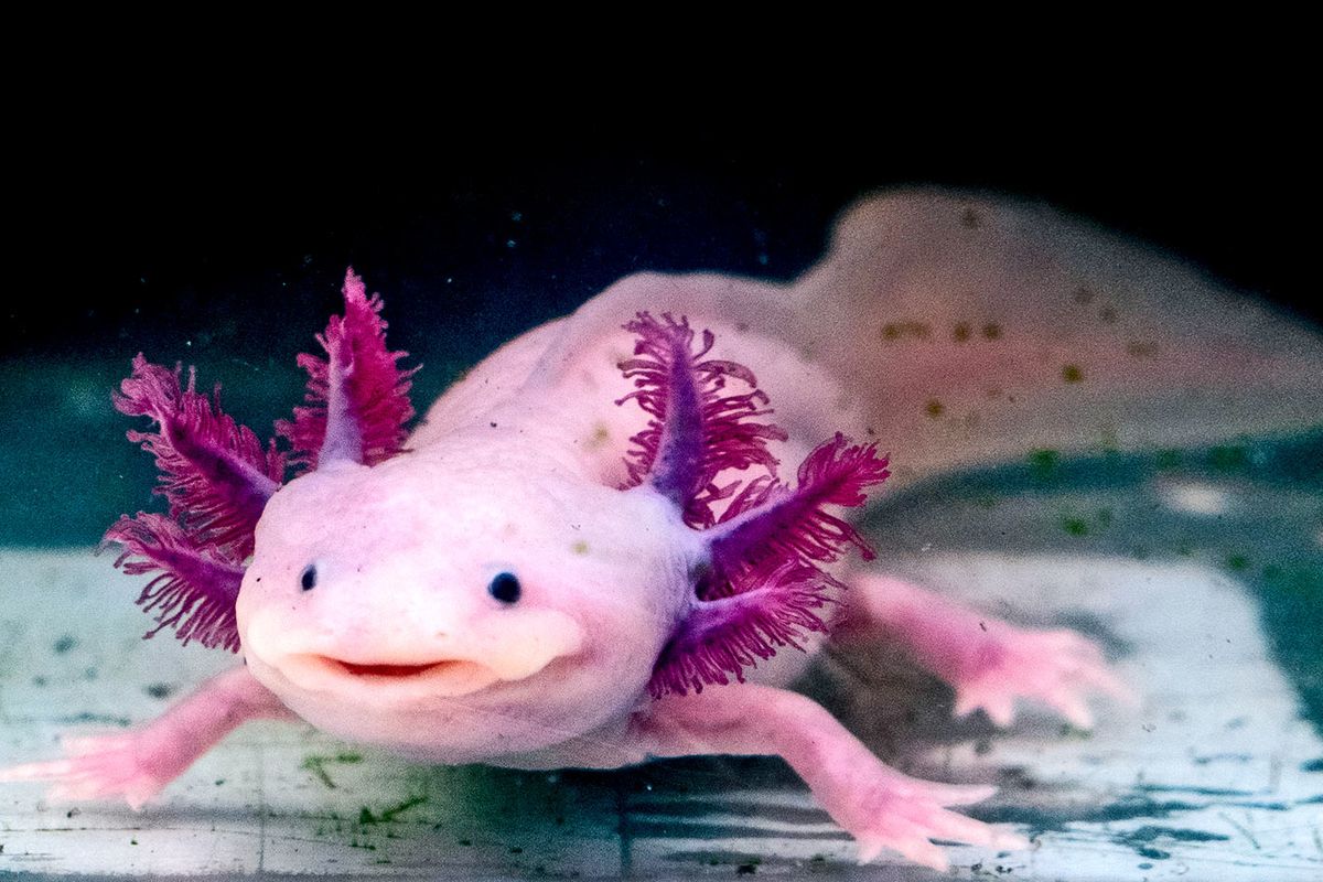 Salamander axolotl.