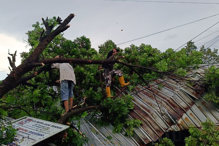 Pohon tumbang di Kabupaten Kediri, Jawa Timur, Rabu (21/2/2024).