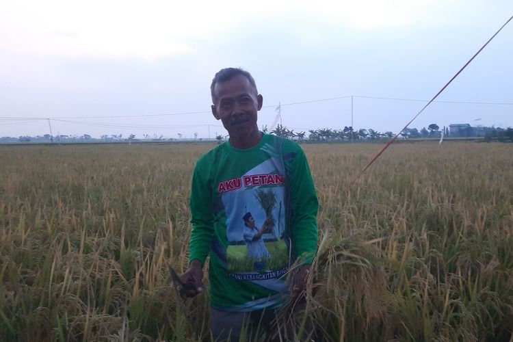 Supardi, seorang petani yang sedang memanen padi organik di sawah miliknya, di Desa Sidorejo, Kecamatan Kedungtuban, Kabupaten Blora, Jawa Tengah, Kamis (26/10/2023)