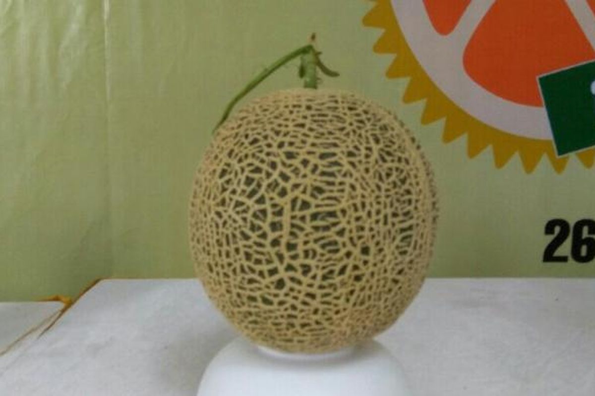 Melon yang menjadi juara di kontes melon Fruit and Veggie Festival.