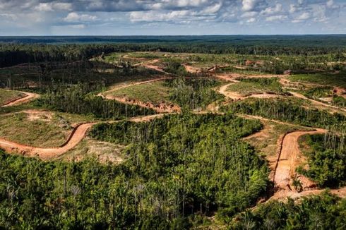 Disebut Bakar Hutan di Papua untuk Buka Lahan, Ini Respons Korindo 