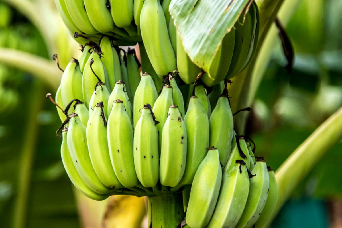 Ilustrasi pisang, tanaman pisang, pohon pisang. 