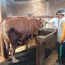 Jokowi Borong 10 Sapi Kurban untuk Masjid di Jateng, Punya Suparno Laku Rp 53,5 Juta