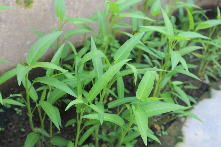 Ilustrasi menanam kangkung, tanaman kangkung.