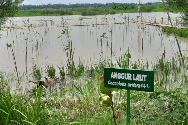 Wisata Minat Khusus di Banaran Kulon Progo, Konservasi Penyu hingga Kampung Lele Asap