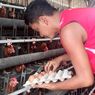 Kisah Hardyan, Teknisi yang Beralih Jadi Pengusaha Ayam Petelur di NTT, Omzetnya Puluhan Juta Rupiah