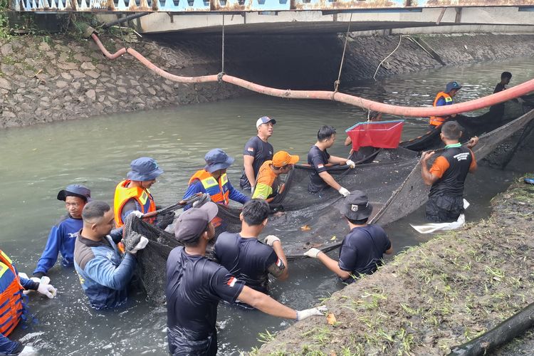 Petugas Tangkap Ikan Sapu-sapu di Jakbar Dapat Hadiah, Uang Tunai hingga Rekreasi ke Ancol