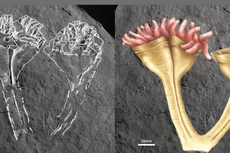 Ahli Temukan Fosil Hewan Predator Paling Awal, Seperti Apa?