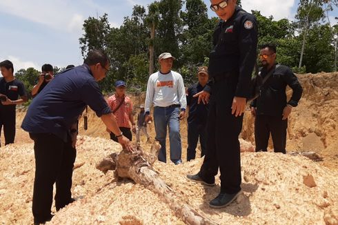 KLHK: Pertama di Indonesia, Terdakwa Perusak Hutan Divonis dengan Pasal Berlapis