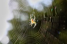 5 Cara Alami Membasmi Laba-laba dari Rumah