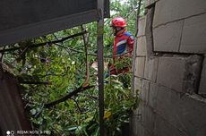 Pohon Setinggi 15 Meter Tumbang Timpa Bedeng Milik Warga di Cakung 