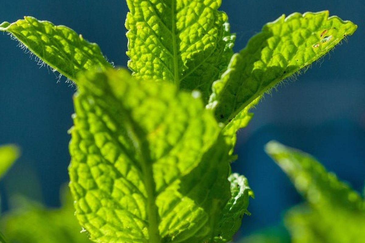 Tanaman mint