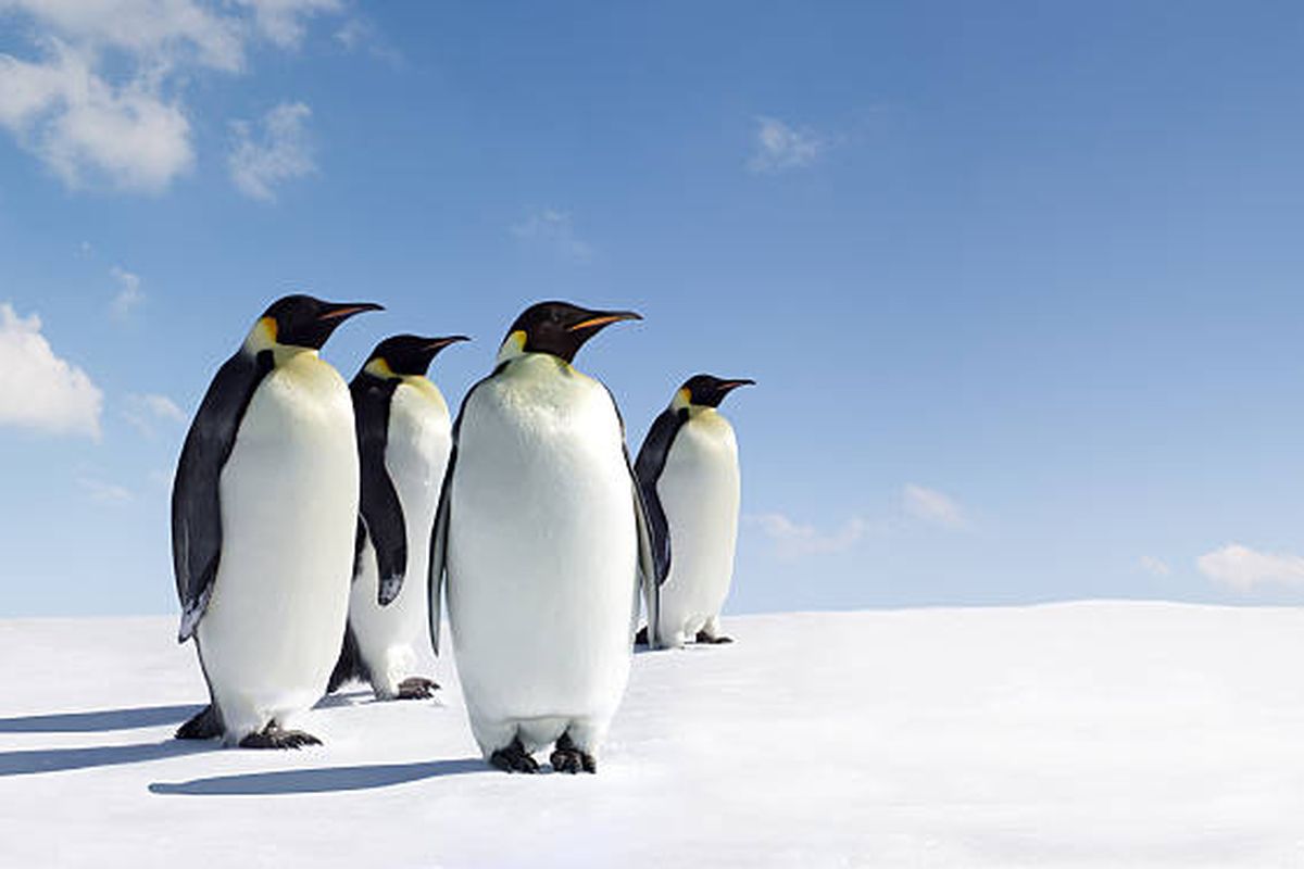 Ilustrasi penguin kaisar