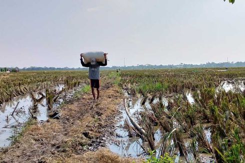 Apa Itu Digital Farming? Upaya Bank Indonesia untuk Digitalisasi Pertanian