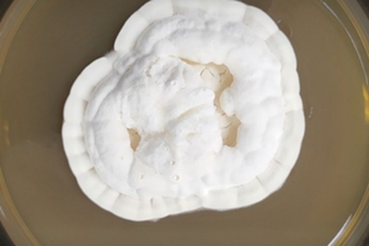 Isolat jamur Beauveria bassiana