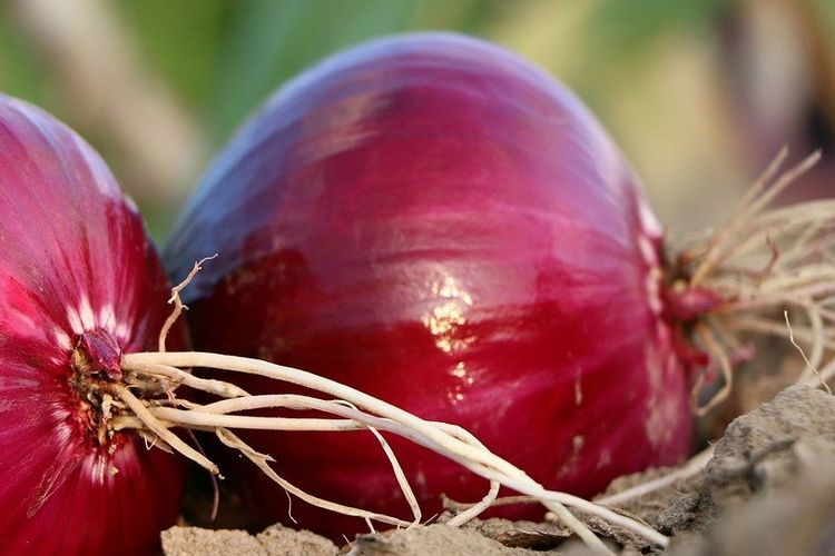 Gambar bawang merah