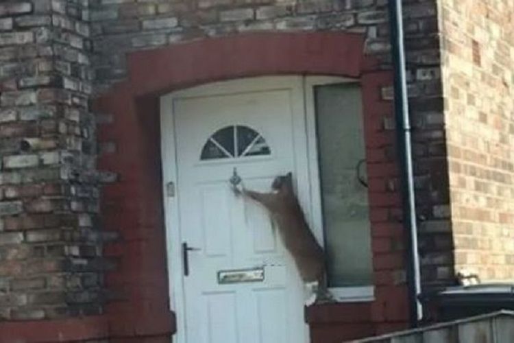 Video yang diposting oleh pengguna jalan bernama Dan Richardson memperlihatkan seekor kucing tengah mengetuk pintu sebuah rumah di Merseyside, Inggris.