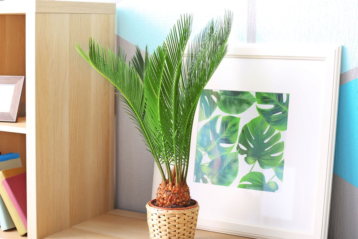 Ilustrasi tanaman sago palm atau palem sikas. 
